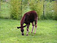 Okapi (Okapia johnstoni)(ord Artiodactyles)(fam Giraffides)(00)